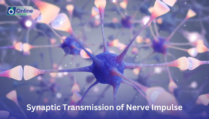 Lesson 15: Synaptic Transmission of Nerve Impulse